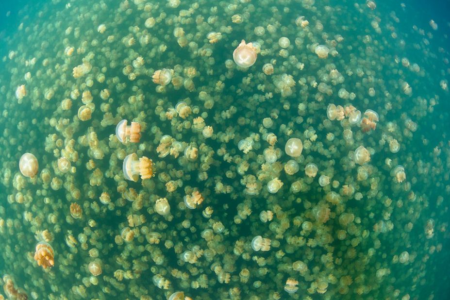 Not to worry, these little residents of Jellyfish Lake, Palau, don't sting.