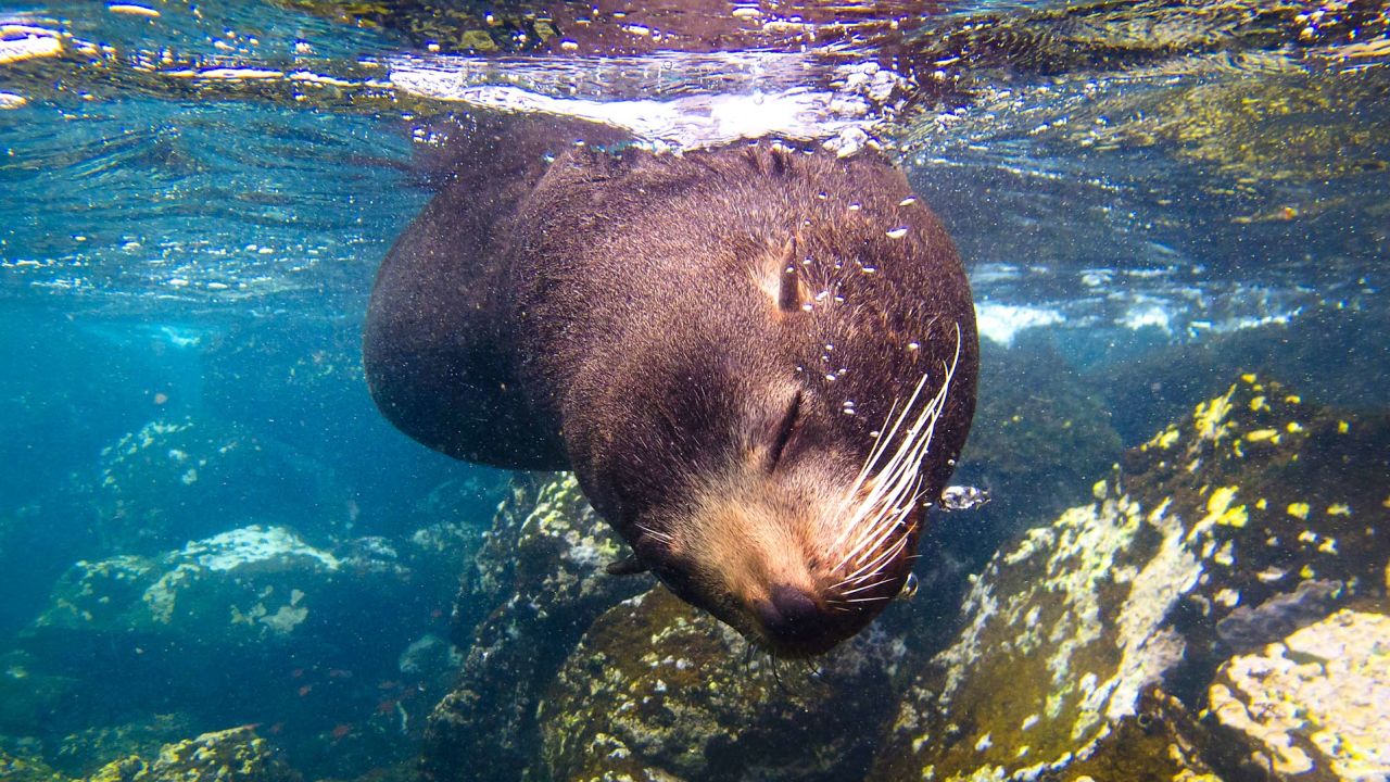 A friendly sea lion might pop over to say hello during your Galapagos snorkel.