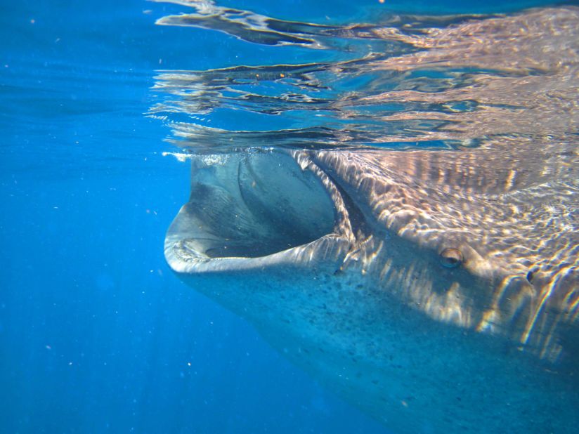 In summer, whale sharks off the coast of Isla Holbox swim near the surface and feed on plankton. 