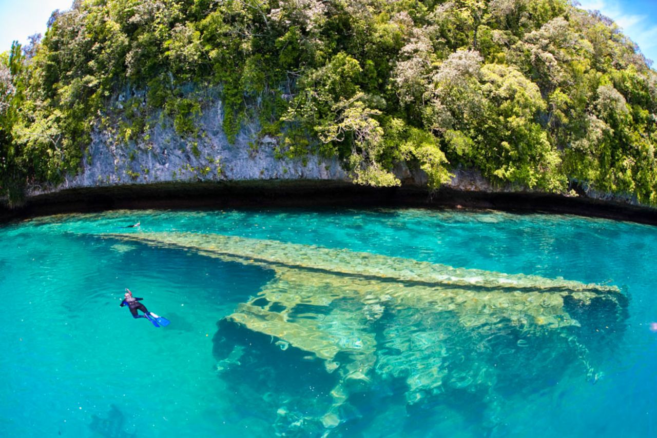 Palau's shallow and healthy reefs are home to a diverse range of habitat. Snorkelers often encounter turtles, tropical fish, manta rays and sharks.