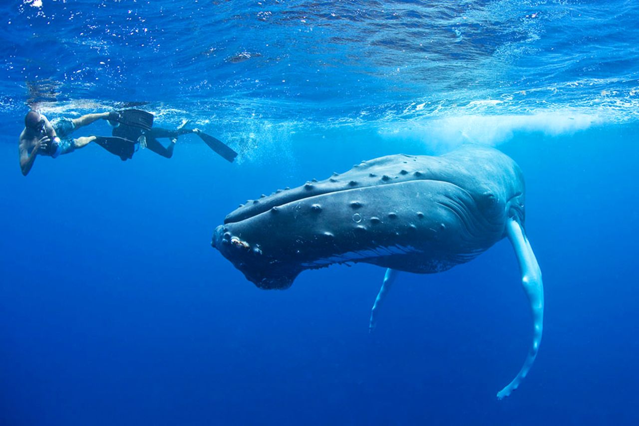 We asked marine experts to share their picks for some of the world's best places to snorkel. Silver Bank, a relatively shallow stretch of the Caribbean Sea, scored high. Off limits to large ships, it's a safe haven for North Atlantic humpback whales to mate and give birth.