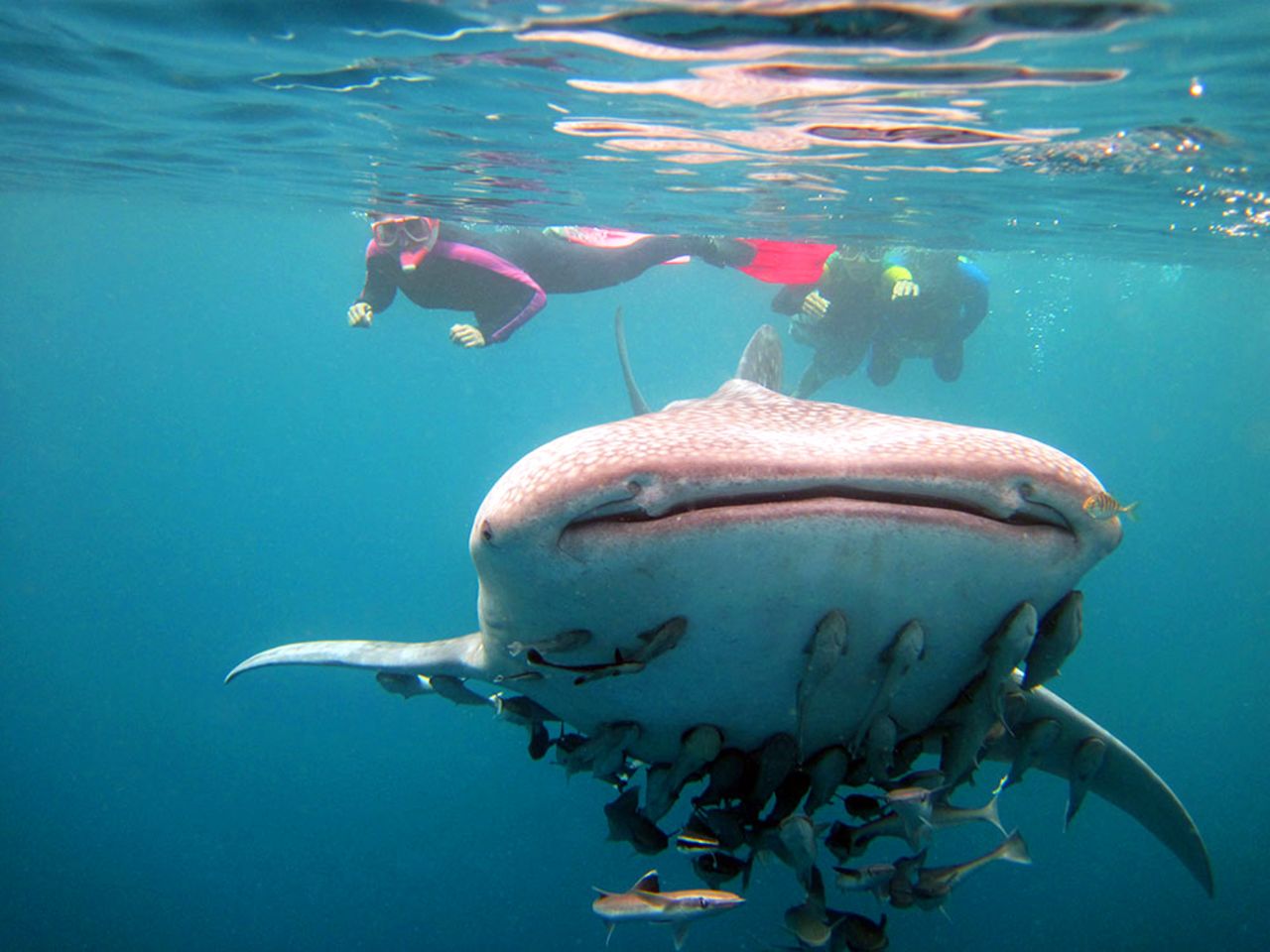In addition to offering diverse coral reefs, the Philippines is becoming increasingly popular as a top spot to<a href="http://www.cnn.com/2015/07/05/travel/whale-shark-oslob/"> swim with whale sharks</a>.