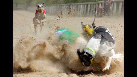 Whippets collide while racing in Ocala, Florida, on Sunday, May 24.