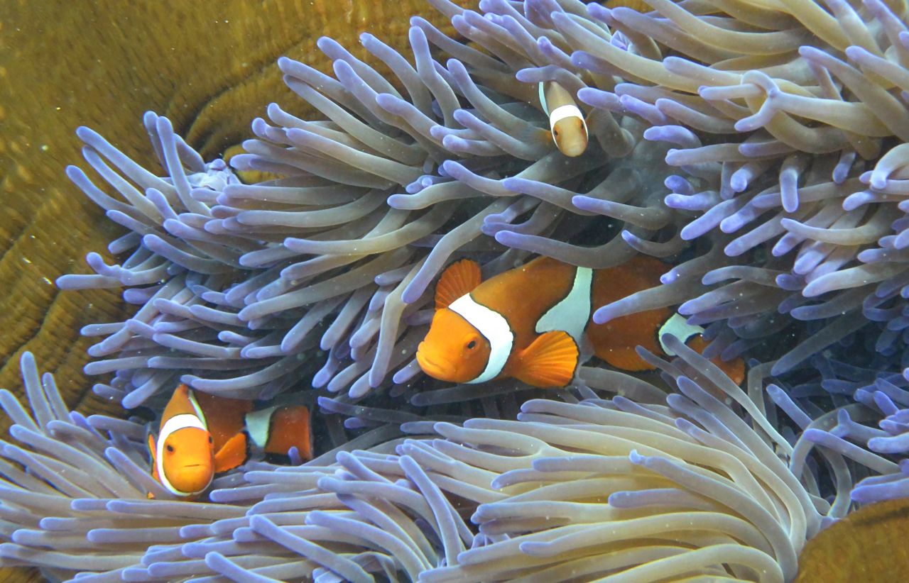 Clown fish swim through coral of the Great Barrier Reef. The famed Aussie attraction is made up of 2,900 individual reefs and stretches more than 2,300 kilometers.