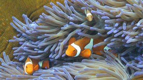 Fish swimming through the corals of the Great Barrier Reef.
