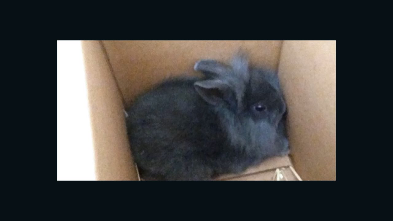 A rabbit, pictured, was killed during a live broadcast by Denmark radio station Radio24syv.