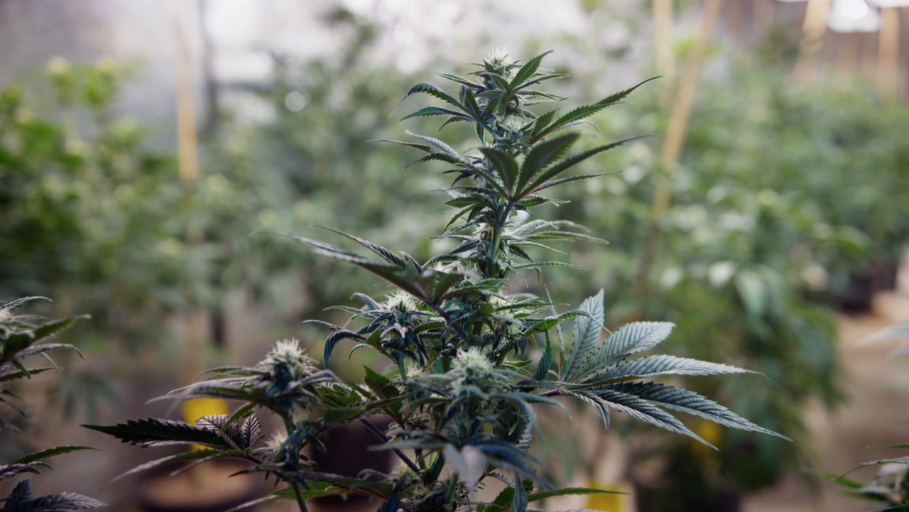 weed regulations 2