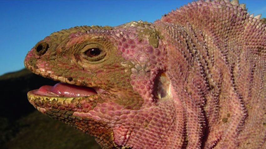 galapagos volcano pink iguana ct hugo arnal intv_00002130.jpg