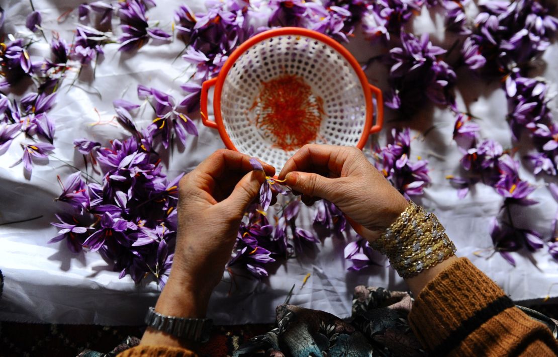 Picking saffron in Afghanistan, where the industry is growing rapidly.