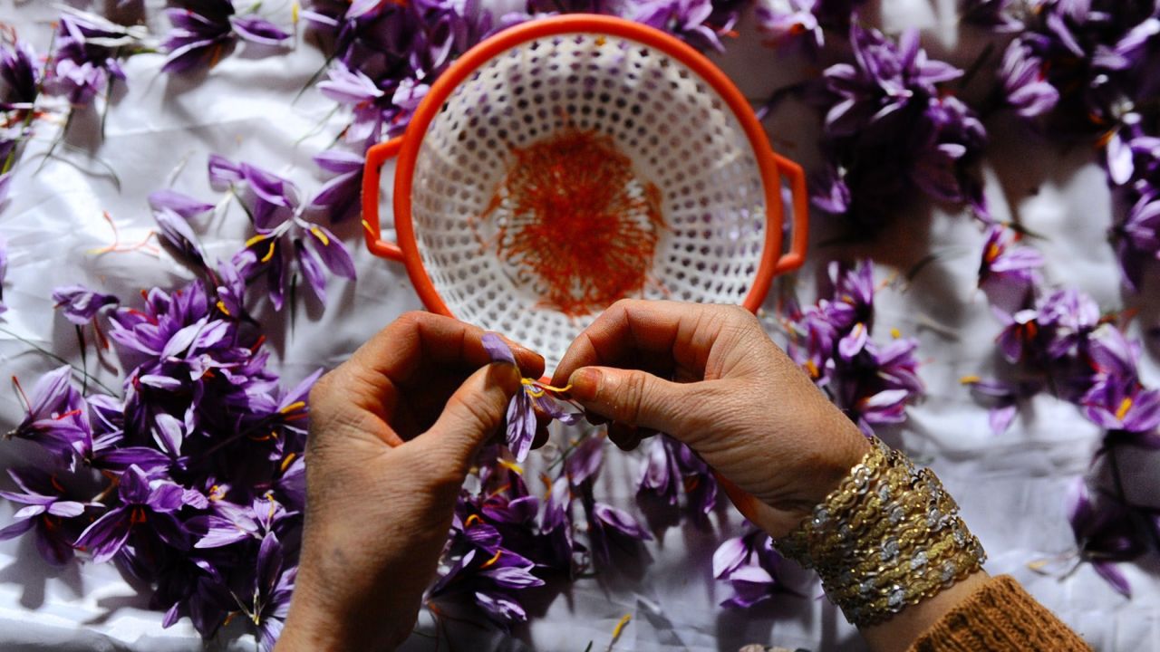 Picking saffron in Afghanistan, where the industry is growing rapidly. 