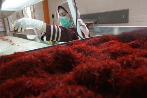 A worker sorts and cleans saffron filaments at Iran's Novin Saffron factory in Touss industrial zone in Mashhad.