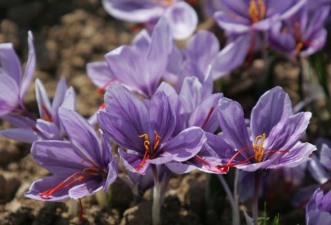 Around 200,000 red strands must be plucked from Crocus Sativus flower to produce each pound of the world's most expensive spice.  