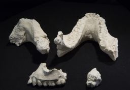 Casts of fossil jaw fragments and teeth of "Australopithecus deyiremeda."