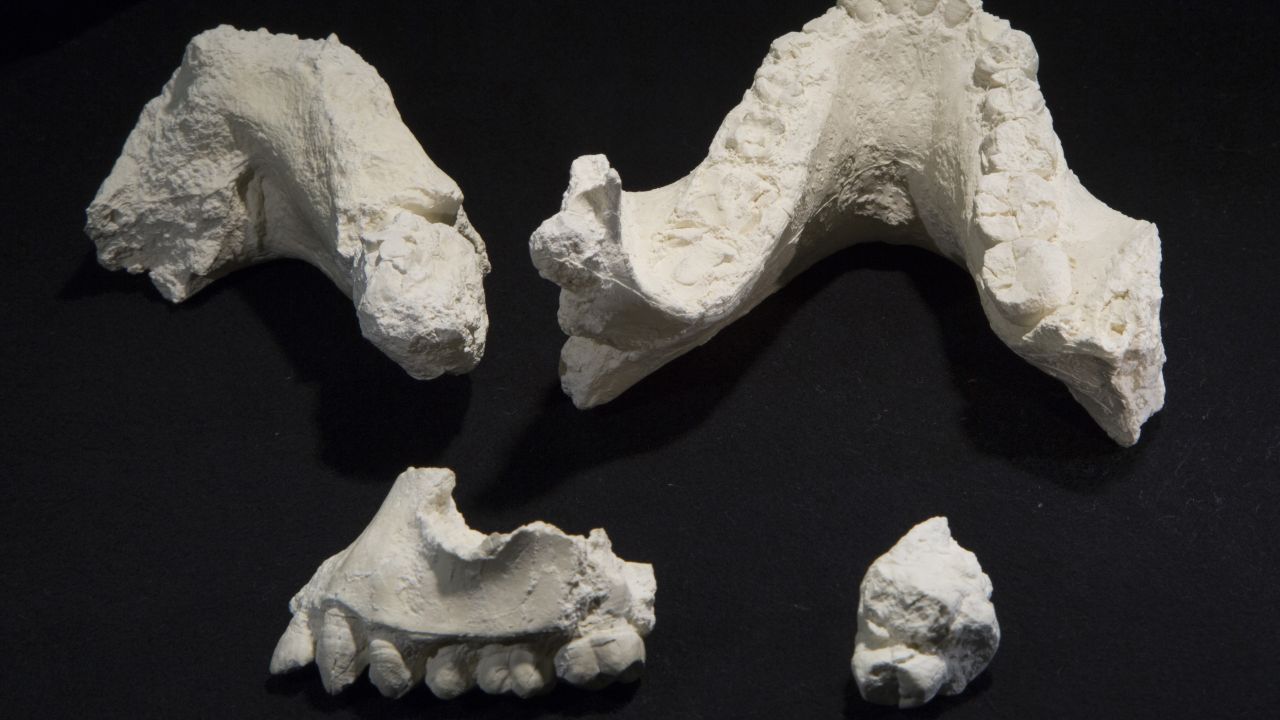 Casts of fossil jaw fragments and teeth of "Australopithecus deyiremeda."