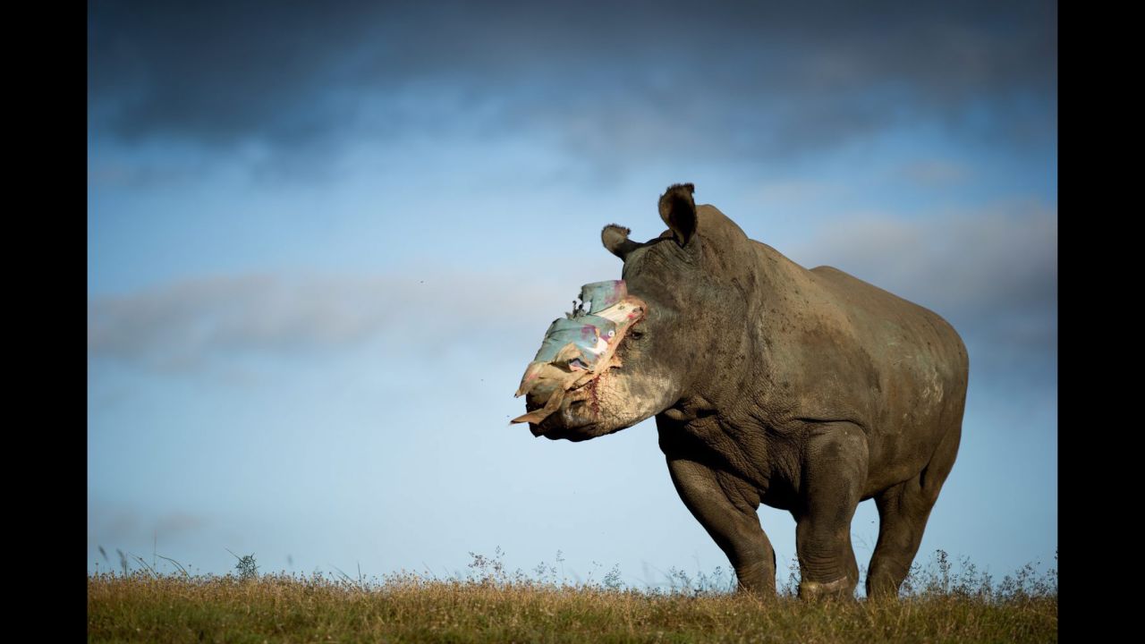 Hope, a 4-year-old female rhinoceros that survived a horrific poaching attack, recovers Tuesday, May 26, at the Shamwari Game Reserve in South Africa. Poachers hacked off her horn earlier this month, leaving her for dead.