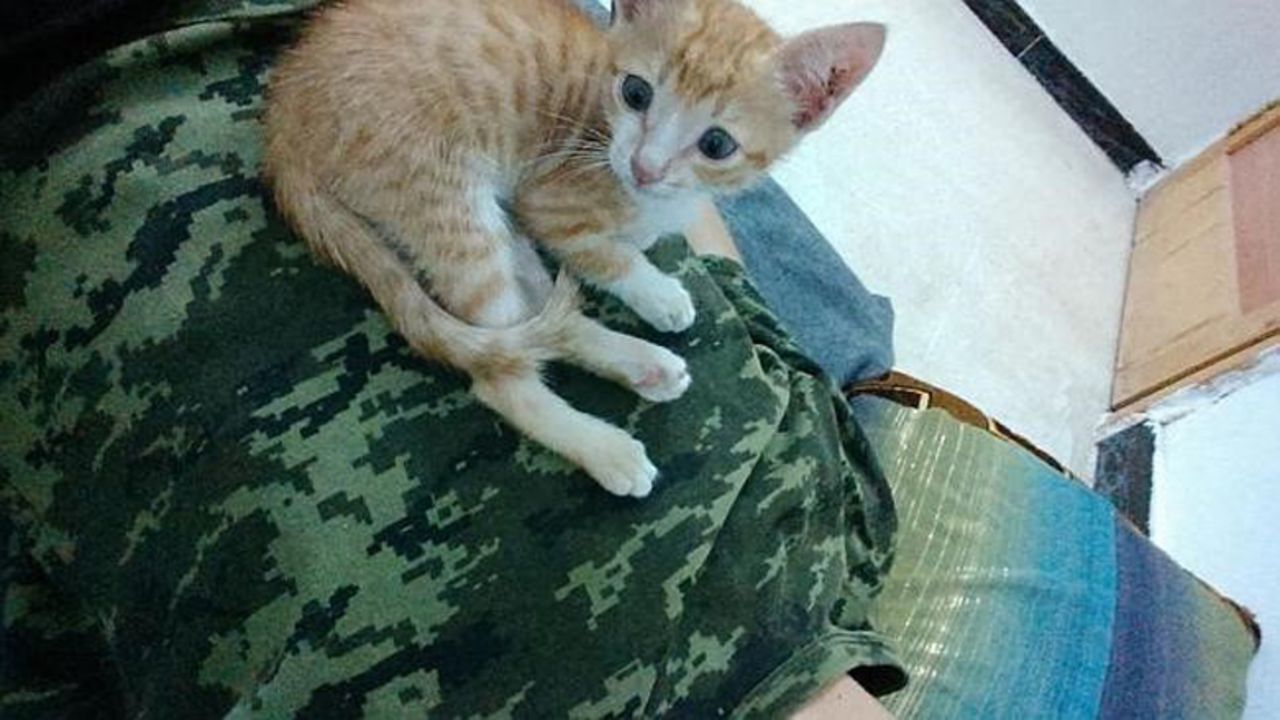 An account purporting to be from Zahra Hallane -- one of the twin Manchester girls who fled to Syria last year -- posted a picture of her cat with the tweet: "@Zinnura_222 no my husband threw outside :( since then he never came back." Photo supplied to CNN by the ISD.