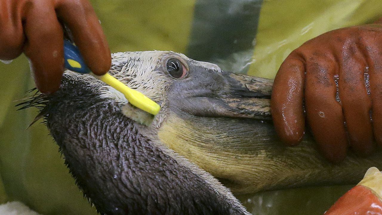 Workers clean oil off a brown pelican at the International Bird Rescue office in Los Angeles on Friday, May 22. More than 100,000 gallons of oil from a ruptured pipeline <a href="http://www.cnn.com/2015/05/20/us/gallery/california-oil-spill/index.html" target="_blank">recently spilled</a> onto coastal lands near Goleta, California, and into the Pacific Ocean.