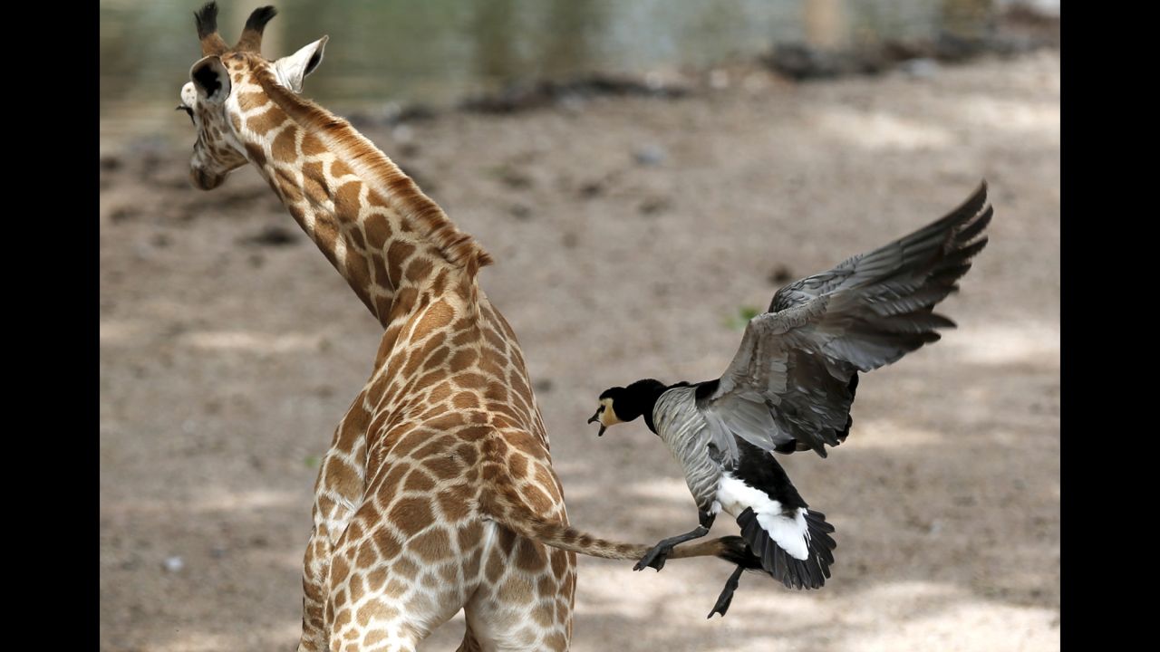 A goose attacks a newborn giraffe Monday, May 25, at the Pairi Daiza zoo in Brugelette, Belgium.