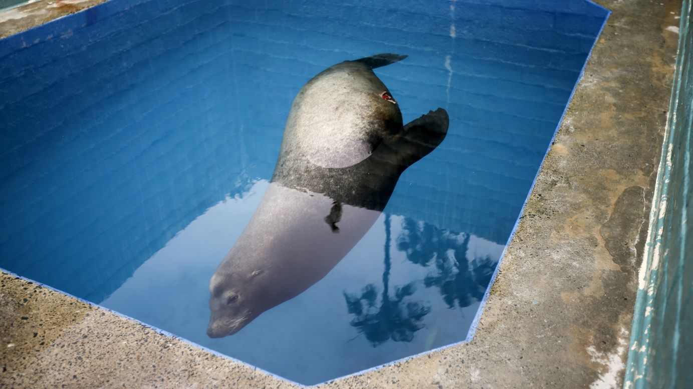 A giant sea lion nicknamed Bubba swims in a recovery pool Wednesday, May 27, at SeaWorld San Diego's animal rescue center. The sea lion, impaled by a homemade spear, had been rescued just off the coast of Southern California.