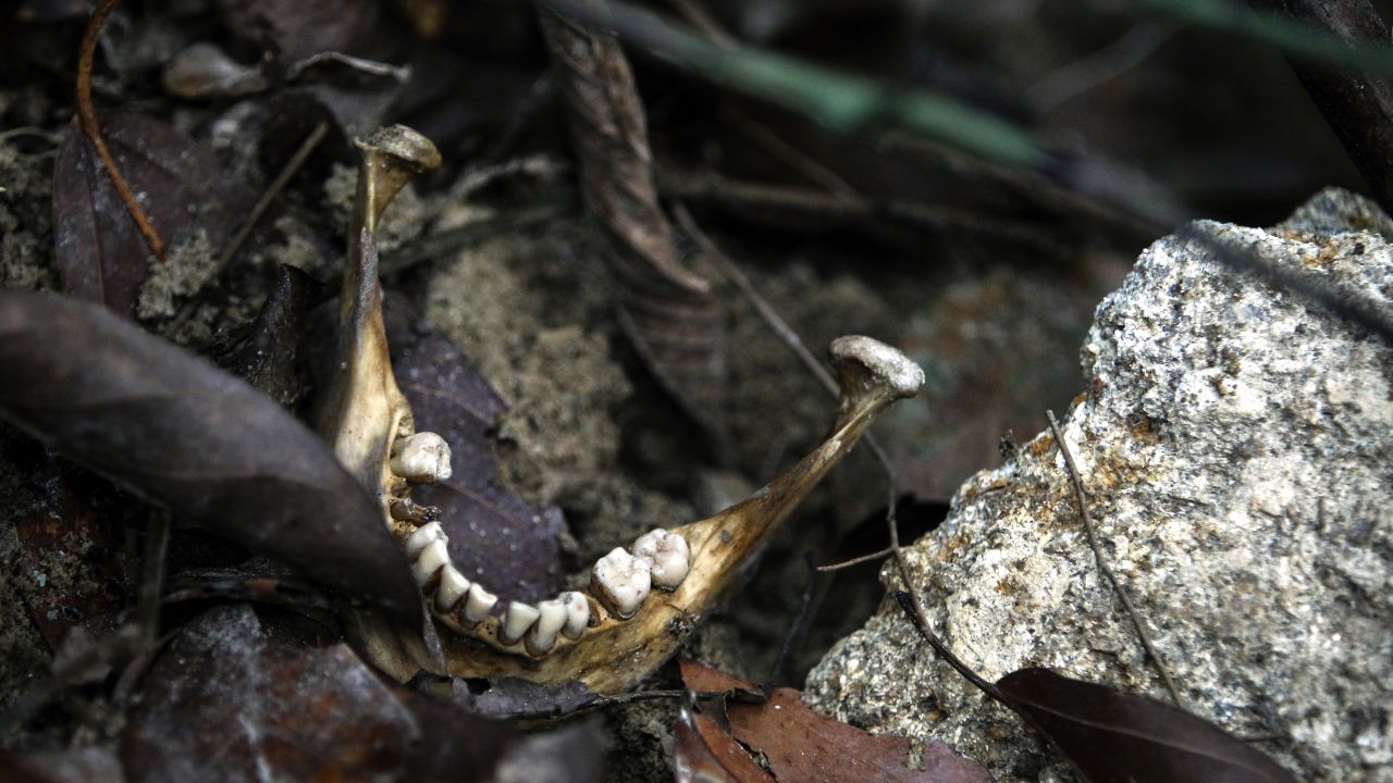 A human jaw is seen near an unmarked grave outside Wang Kelian, Malaysia, on Tuesday, May 26. Malaysian authorities <a href="http://www.cnn.com/2015/05/26/asia/malaysia-bodies-confirmed-migrants/index.html" target="_blank">confirmed</a> that the 139 graves and 28 abandoned camps they found close to the Thai border are related to human trafficking.