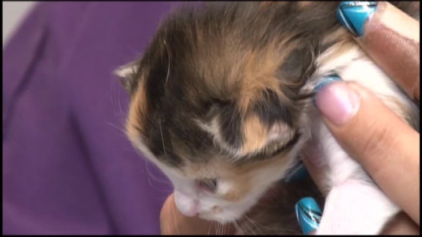woman goes blind after cat licks her pkg_00014207.jpg