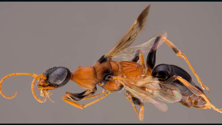 The Ampulex dementor, or Soul-Sucking Dementor wasp is named for a Harry Potter character