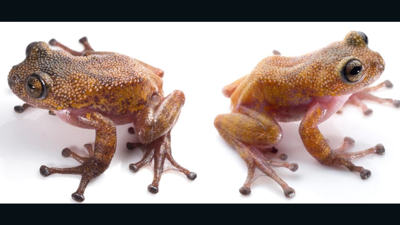 The Color-Changing Thorny Frog is bright at night, camouflaged during the day