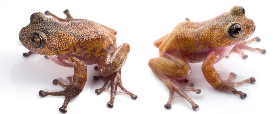 The Color-Changing Thorny Frog is bright at night, camouflaged during the day