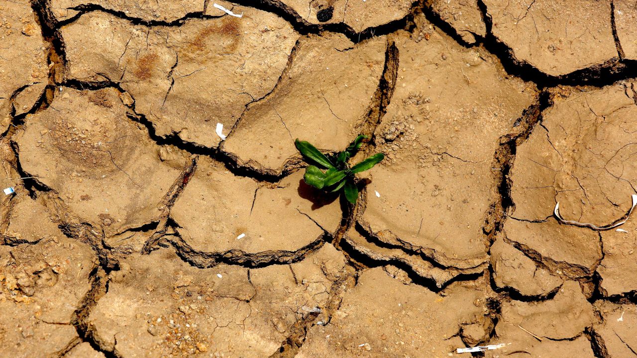 A plant pushes up through dry land in Gauribidanur, India, on May 26.