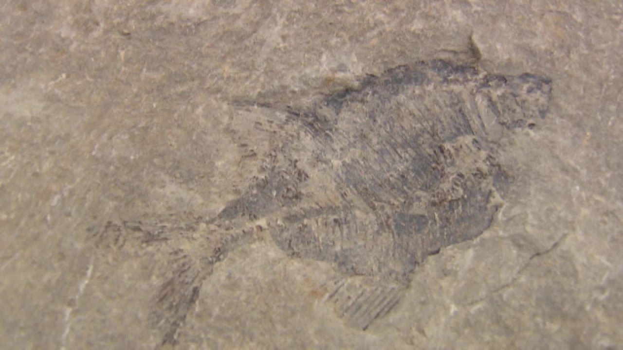 Rare fossils discovered in basement | CNN