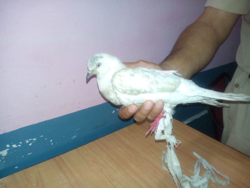 In 2015, this <a href="http://edition.cnn.com/2015/05/29/asia/india-suspected-spy-pigeon/">suspected Pakistani spy pigeon</a> was detained by Indian police after flying over the Pakistan-India border. In the end, even after x-rays, police didn't find anything improper about the suspected secret agent.