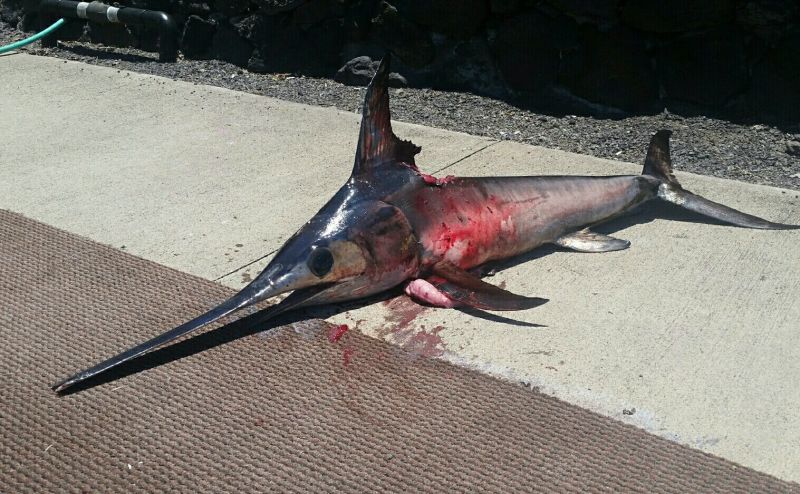 Swordfish kills fisherman who was trying to catch it