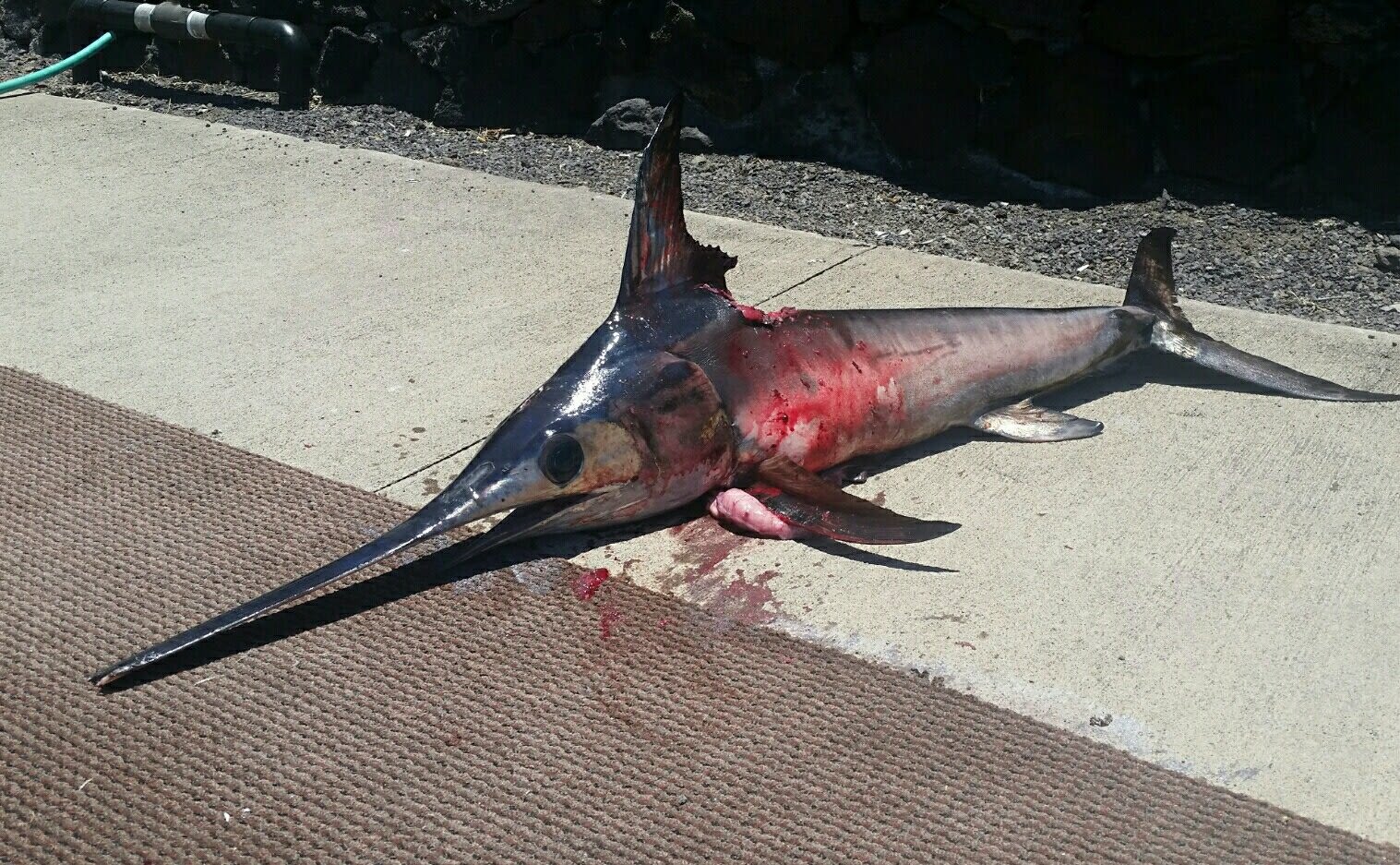 sawfish attack on human