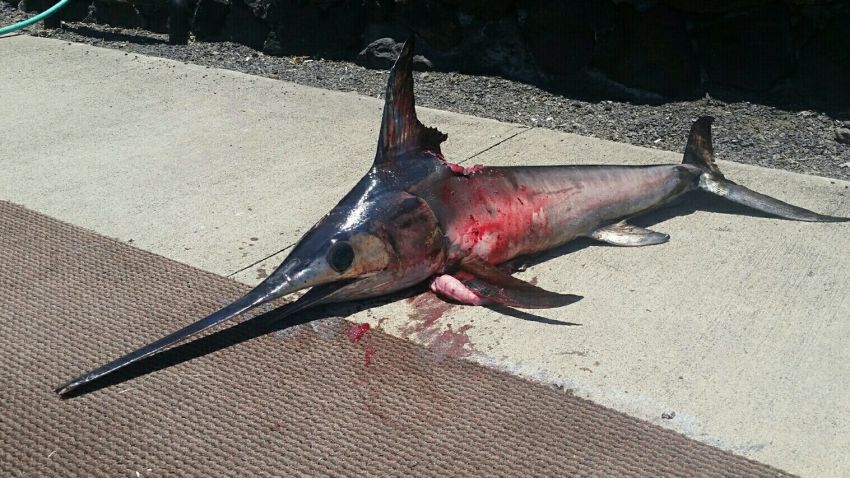 Speared swordfish kills Hawaiian fisherman 