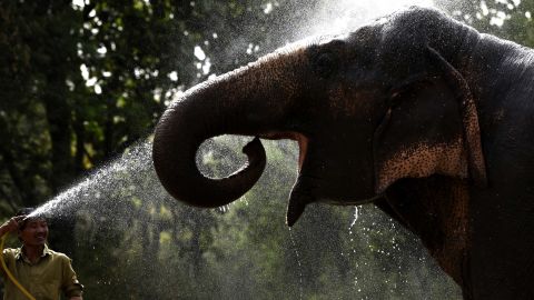 An Asiatic elephant is given water showers at Delhi Zoo, in New Dehli, India, on Saturday, May 30.  A blistering heat wave has killed more than 1,300 people in the country.