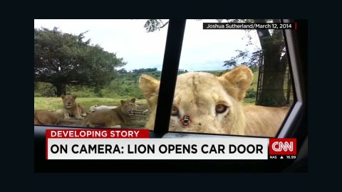 pic Lion Attacks Man In Front Of Family photo shows lion moments before it