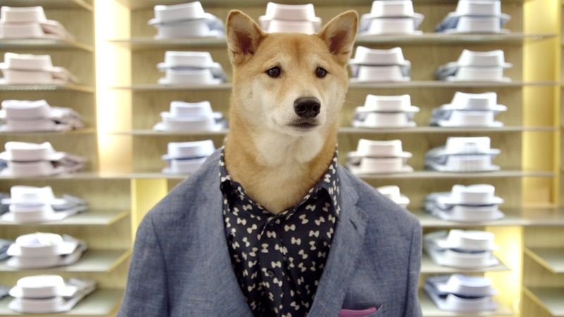 male dog fashion