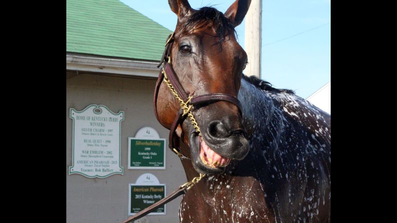 Triple Crown hopeful <a href="index.php?page=&url=http%3A%2F%2Fwww.cnn.com%2F2015%2F06%2F01%2Fsport%2Fgallery%2Famerican-pharoah%2Findex.html" target="_blank">American Pharoah</a> is seen outside a barn in Louisville, Kentucky, on Tuesday, May 26. The horse, which has already won the Kentucky Derby and the Preakness this year, could become the first <a href="index.php?page=&url=http%3A%2F%2Fwww.cnn.com%2F2012%2F06%2F07%2Fworldsport%2Fgallery%2Ftriple-crown-winners%2Findex.html" target="_blank">Triple Crown winner</a> since 1978 if he wins the Belmont on June 6.