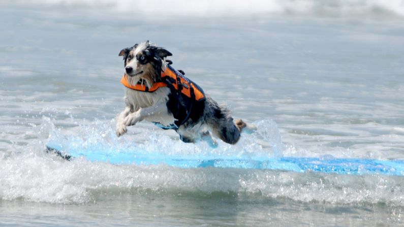 Skylar, an Australian Shepherd from Huntington Beach, California, competes in the Incredible Surf Dog Competition on Friday, May 29. 