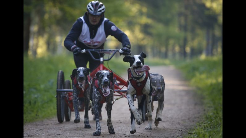 A man and his sled dogs take part in the Baltic Cup race outside St. Petersburg, Russia, on Sunday, May 31.
