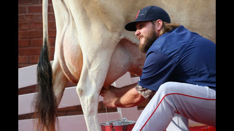 Wade Miley of the Boston Red Sox competes in a <a href="index.php?page=&url=http%3A%2F%2Fbleacherreport.com%2Farticles%2F2480701-rangers-ross-ohlendorf-and-red-soxs-wade-miley-compete-in-cow-milking-contest" target="_blank" target="_blank">cow-milking contest</a> prior to a game in Arlington, Texas, on Friday, May 29.