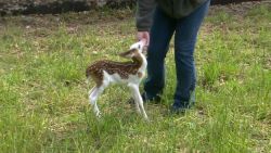 rare white face fawn abandoned by mom pkg_00005920.jpg