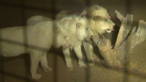 south africa lion park death magnay lklv_00004005.jpg