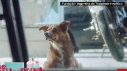 Argentinian liver transplant PSA viral video Newday daily hit _00001708.jpg