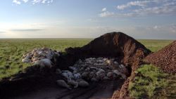 Saiga antelope die off