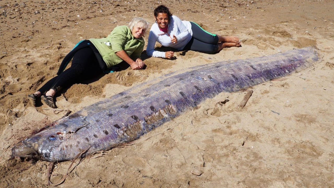 An oarfish washed ashore this week on Catalina Island, which sits off the coast of Los Angeles. These giants live in the deep ocean, and any sighting of one -- live or dead -- is a rare event.