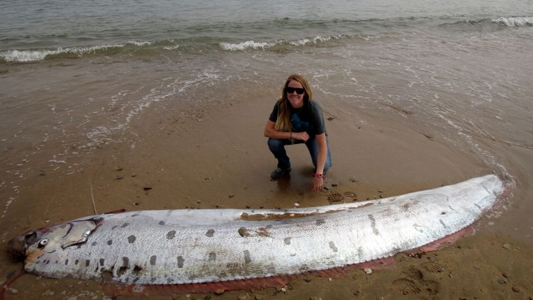 The oarfish is so big and exotic that it is thought to have inspired tales of legendary sea serpents, as told by ancient mariners.