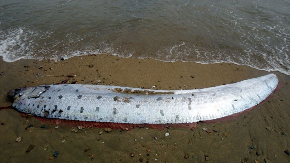 It's said to be the longest bony fish alive. The oarfish name arises "from its highly compressed and elongated body or from the old belief that the fish moves through the water by 'rowing' itself with the pelvic fins," the Florida Museum of Natural History website says. The fish lives at depths of 3,280 feet but more typically at 656 feet (200 meters).