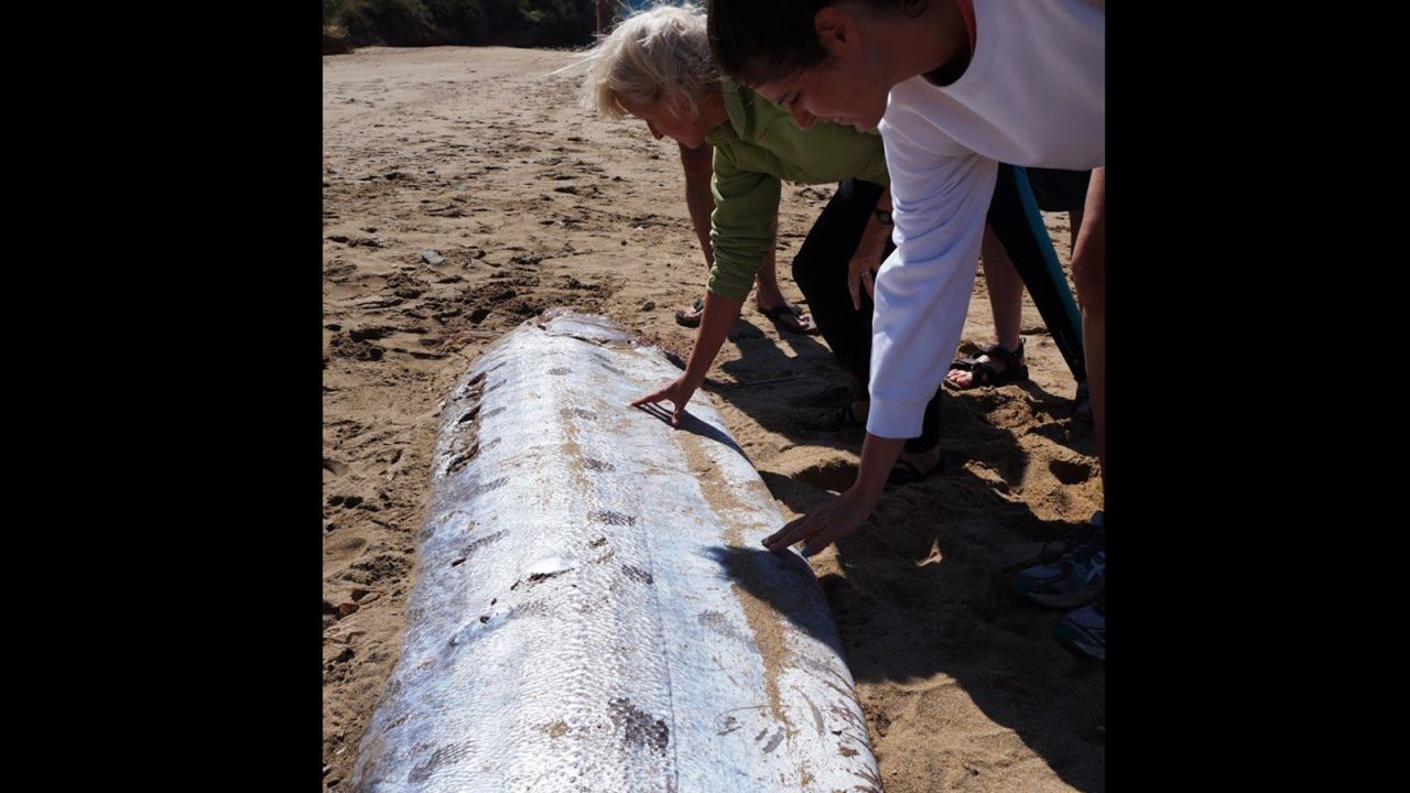 An oarfish is a rare sight for anyone. Seeing and touching it "was indeed one of the highlights of my 25-year career as a marine science educator," said MacAulay, who's also a Catalina Island resident.