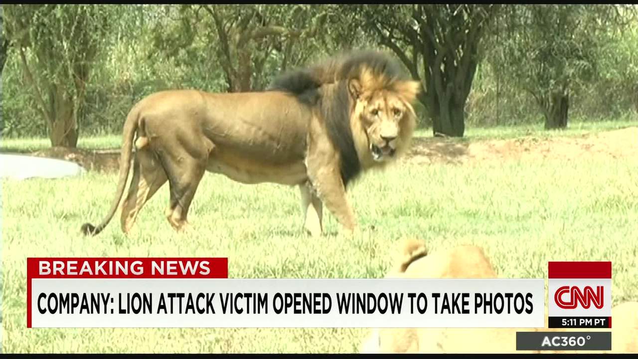 africa lion attack